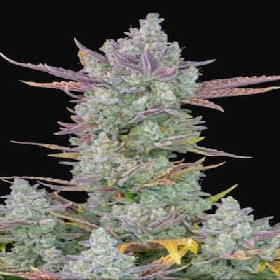 GOAT'lato Auto > Royal Queen Seeds