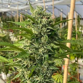 Goji Biker > Karma Genetics