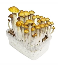 Golden Teacher > Magic Mushrooms