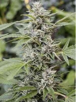 Gorilla Candy > Eva Female Seeds