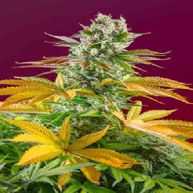 Gorilla Girl F1 Fast Version > Sweet Seeds