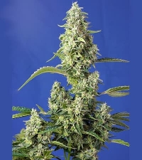 Gorilla Girl XL Auto > Sweet Seeds