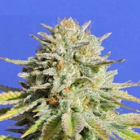 Gorilla Glue #4 > Original Sensible Seeds