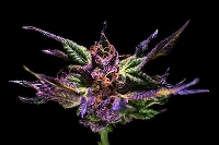 Granddaddy Purple > Royal Queen Seeds