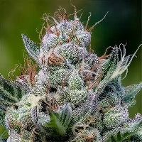 Green Apple Juice Auto > Anesia Seeds