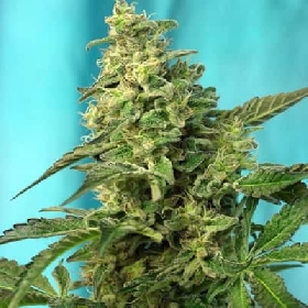 Green Poison F1 Fast Version > Sweet Seeds