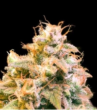 Guerilla Glue > Bulk Seed Bank