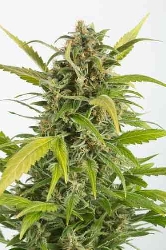 Haze Autoflowering CBD > Dinafem