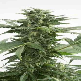 Haze XXL Autoflowering > Dinafem Seeds