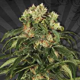 Hijack Automatic > Auto Seeds