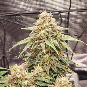 Hollands Dope (F1 Fast Flowering) > Linda Seeds