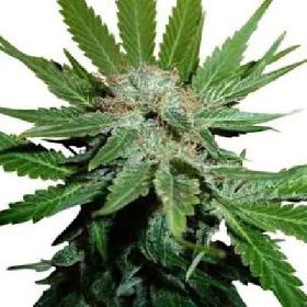 Honey Cream Fast Version > Royal Queen Seeds