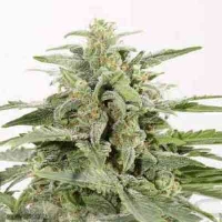 Industrial Plant Autoflowering CBD > Dinafem Seeds