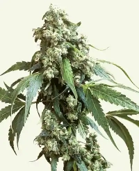 Jack Flash #5 > Sensi Seeds