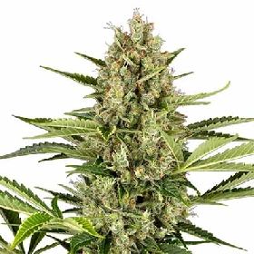 Jack Herer Automatic > Sensi Seeds