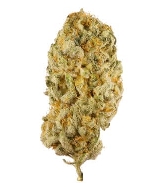 Jack Herer Fast > Bulk Seeds