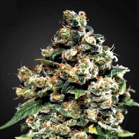 Jack Herer > Green House Seed Company