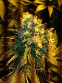 Jack Herer > Vision Seeds