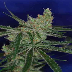 Jacks Cleaner 2 > TGA Subcool Seeds