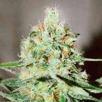 Jagg Kush > Delicious Seeds