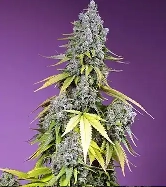 Jet Fuel Manderine XL Auto > Sweet Seeds