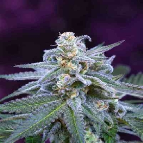 Killer Grape > TGA Subcool Seeds