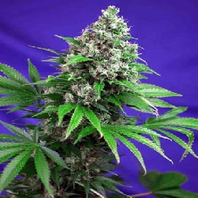 Killer Kush F1 Fast Version > Sweet Seeds