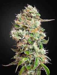 King's Kush Automatic CBD > Green House Seed Company