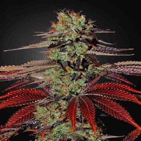 King's Kush Automatic > Green House Seed Company