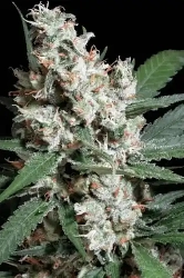 L.A. Amnesia > Paradise Seeds