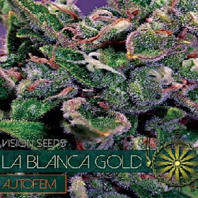 La Blanca Gold Auto > Vision Seeds