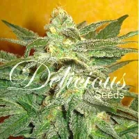 La Frutta di Venus > Delicious Seeds