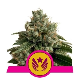 Legendary OG Punch > Royal Queen Seeds