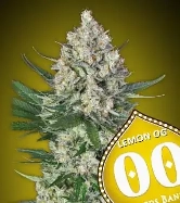 Lemon OG > 00 Seeds Bank