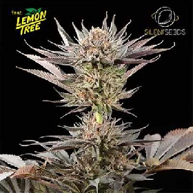 Lemon Tree 2.0 > Silent Seeds