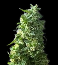 Lime Skunk > Bulk Seed Bank