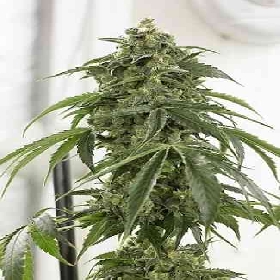 London Cheese 2.0 Autoflowering > LaMota Seeds