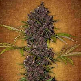 LSD-25 > Fast Buds Company