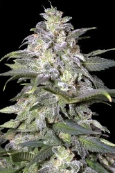 Magic Bud > Paradise Seeds