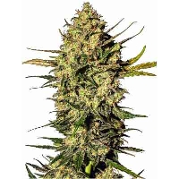 Master Kush Automatic > White Label Seeds