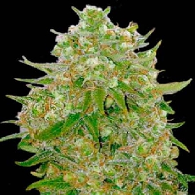 Master Kush Grand > Bulk Seed Bank