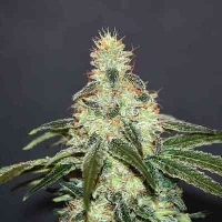 Mataro Blue CBD > Kannabia Seeds