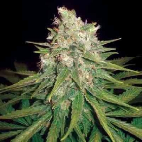 Mazar x Great White Shark > World of Seeds