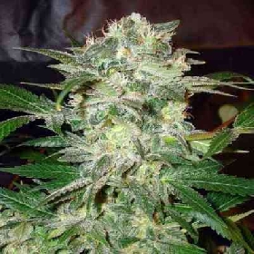 Mazar Kush > World of Seeds