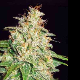 Mazar x White Rhino > World of Seeds