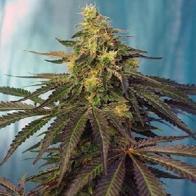 Medical 49 > Vision Seeds