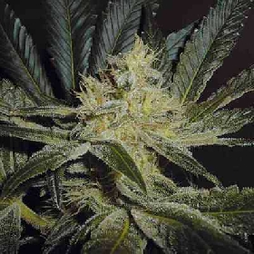 Mendocino Madness > TH Seeds