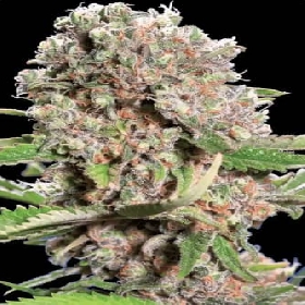 Mendocino Skunk > Paradise Seeds