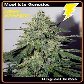 Chemdogging > Mephisto Genetics