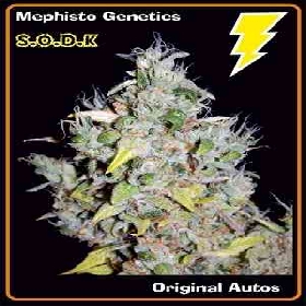 S.O.D.K > Mephisto Genetics